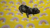 Fern dapple , a male Miniature Dachshund for sale in Omaha, NE – 8 of 10