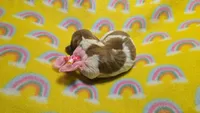 Ferns piebald , a female Miniature Dachshund for sale in Omaha, NE – 6 of 10