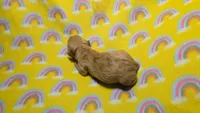 Fern red dapple , a male Miniature Dachshund for sale in Omaha, NE – 5 of 10