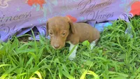 Daisy's piebald wirehair , a male Miniature Dachshund for sale in Omaha, NE – 6 of 9