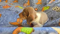 Daisy's piebald female wirehair , a female Miniature Dachshund for sale in Omaha, NE – 3 of 10