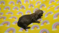 Fern brindle , a male Miniature Dachshund for sale in Omaha, NE – 2 of 10