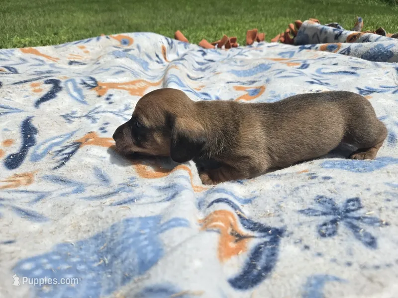Fern brindle  – Miniature Dachshund puppy for sale in Omaha, NE