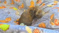 Daisy's brindle longhair, a male Miniature Dachshund for sale in Omaha, NE – 2 of 8