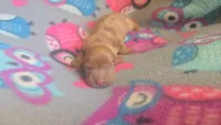Rose's dapple female , a female Miniature Dachshund for sale in Omaha, NE – 2 of 6