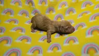 Fern red dapple , a male Miniature Dachshund for sale in Omaha, NE – 7 of 10