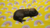 Fern brindle , a male Miniature Dachshund for sale in Omaha, NE – 1 of 10