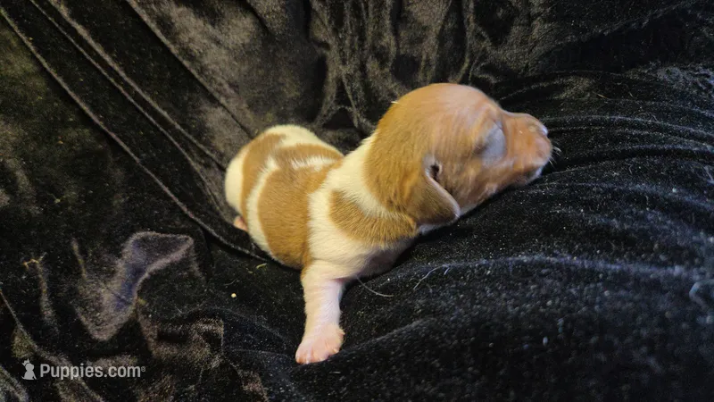 Ferns piebald  – Miniature Dachshund puppy for sale in Omaha, NE