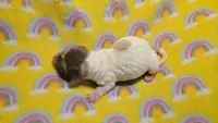 Ferns dapple piebald , a male Miniature Dachshund for sale in Omaha, NE – 5 of 10
