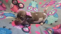 Daisy's piebald female shorthair , a female Miniature Dachshund for sale in Omaha, NE – 2 of 7