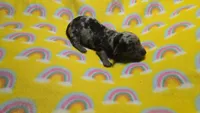 Fern dapple , a male Miniature Dachshund for sale in Omaha, NE – 3 of 10