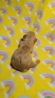 Fern red dapple , a male Miniature Dachshund for sale in Omaha, NE – 4 of 10