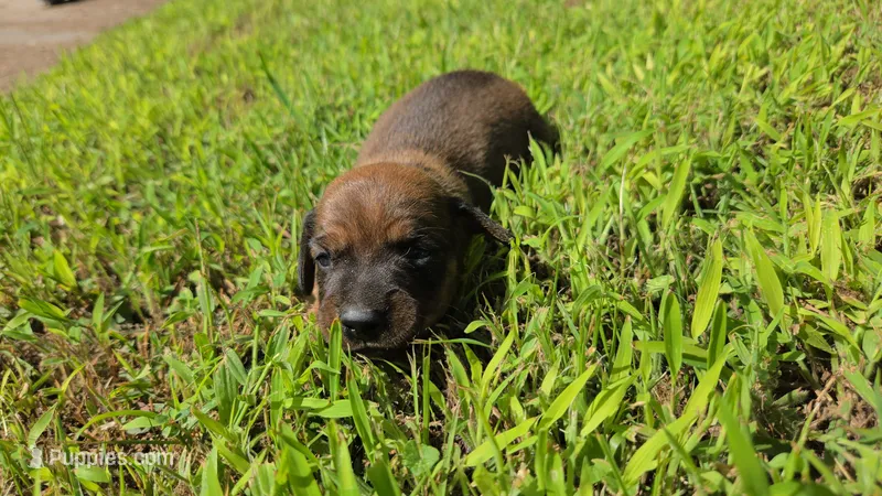 Fern brindle  – Miniature Dachshund puppy for sale in Omaha, NE