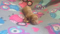 Rose's dapple female , a female Miniature Dachshund for sale in Omaha, NE – 4 of 6