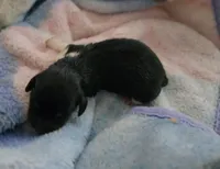 Daisy's black and tan piebald , a female Miniature Dachshund for sale in Omaha, NE – 1 of 6