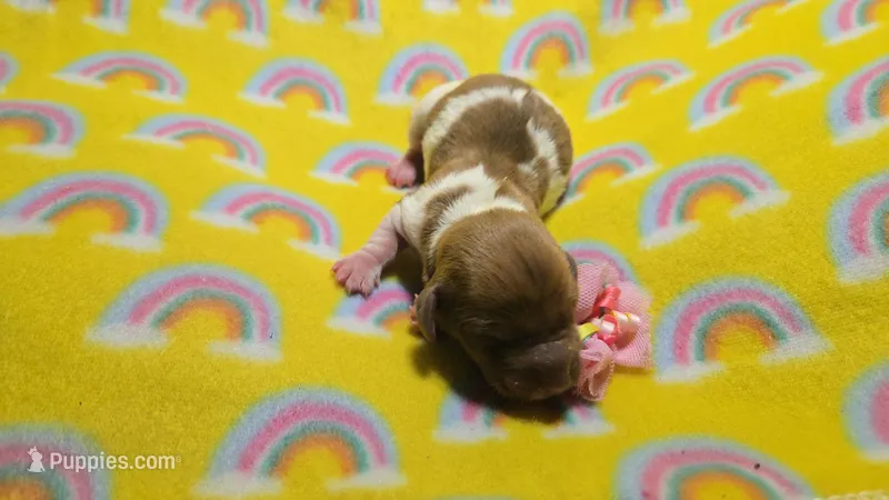 Ferns piebald  – Miniature Dachshund puppy for sale in Omaha, NE