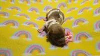 Ferns piebald , a female Miniature Dachshund for sale in Omaha, NE – 1 of 10