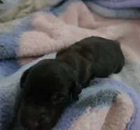 Daisy's brindle , a male Miniature Dachshund for sale in Omaha, NE – 2 of 6