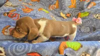 Daisy's piebald female wirehair , a female Miniature Dachshund for sale in Omaha, NE – 10 of 10
