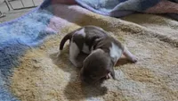 Daisy's piebald female , a female Miniature Dachshund for sale in Omaha, NE – 5 of 9