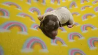Ferns dapple piebald , a male Miniature Dachshund for sale in Omaha, NE – 8 of 10