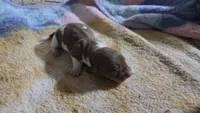 Daisy's piebald female , a female Miniature Dachshund for sale in Omaha, NE – 3 of 9