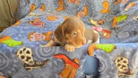 Daisy's piebald female wirehair , a female Miniature Dachshund for sale in Omaha, NE – 5 of 10