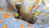 Daisy's brindle longhair, a male Miniature Dachshund for sale in Omaha, NE – 6 of 8