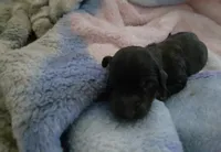 Daisy's brindle , a male Miniature Dachshund for sale in Omaha, NE – 4 of 6