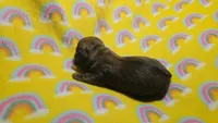 Fern brindle , a male Miniature Dachshund for sale in Omaha, NE – 9 of 10