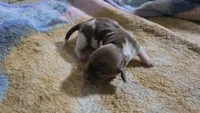 Daisy's piebald female , a female Miniature Dachshund for sale in Omaha, NE – 2 of 9