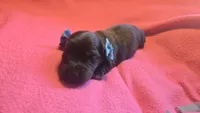 Daisy's brindle wirehair, a male Miniature Dachshund for sale in Omaha, NE – 3 of 10