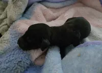 Daisy's brindle , a male Miniature Dachshund for sale in Omaha, NE – 6 of 6