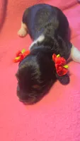 Daisy's black and tan piebald wirehair, a female Miniature Dachshund for sale in Omaha, NE – 9 of 10