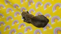 Fern brindle , a male Miniature Dachshund for sale in Omaha, NE – 8 of 10