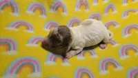 Ferns dapple piebald , a male Miniature Dachshund for sale in Omaha, NE – 6 of 10