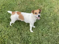 Bert, a male Jack Russell Terrier for sale in Mousie, KY – 3 of 3