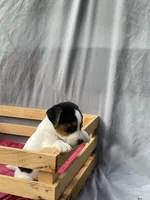 Benny, a male Jack Russell Terrier for sale in Mousie, KY – 9 of 10