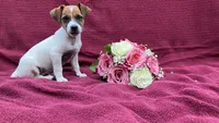 Wallace, a male Jack Russell Terrier for sale in Mousie, KY – 2 of 4