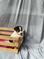 Benny, a male Jack Russell Terrier for sale in Mousie, KY – 5 of 10