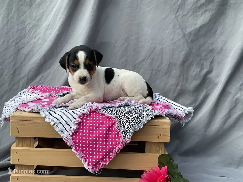 Benny – Jack Russell Terrier puppy for sale in Mousie, KY