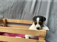Benny, a male Jack Russell Terrier for sale in Mousie, KY – 7 of 10
