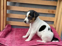 Benny, a male Jack Russell Terrier for sale in Mousie, KY – 2 of 10