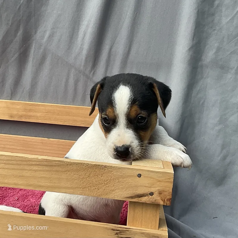 Benny – Jack Russell Terrier puppy for sale in Mousie, KY