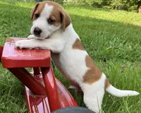 Buster, a male Jack Russell Terrier for sale in Mousie, KY – 3 of 6