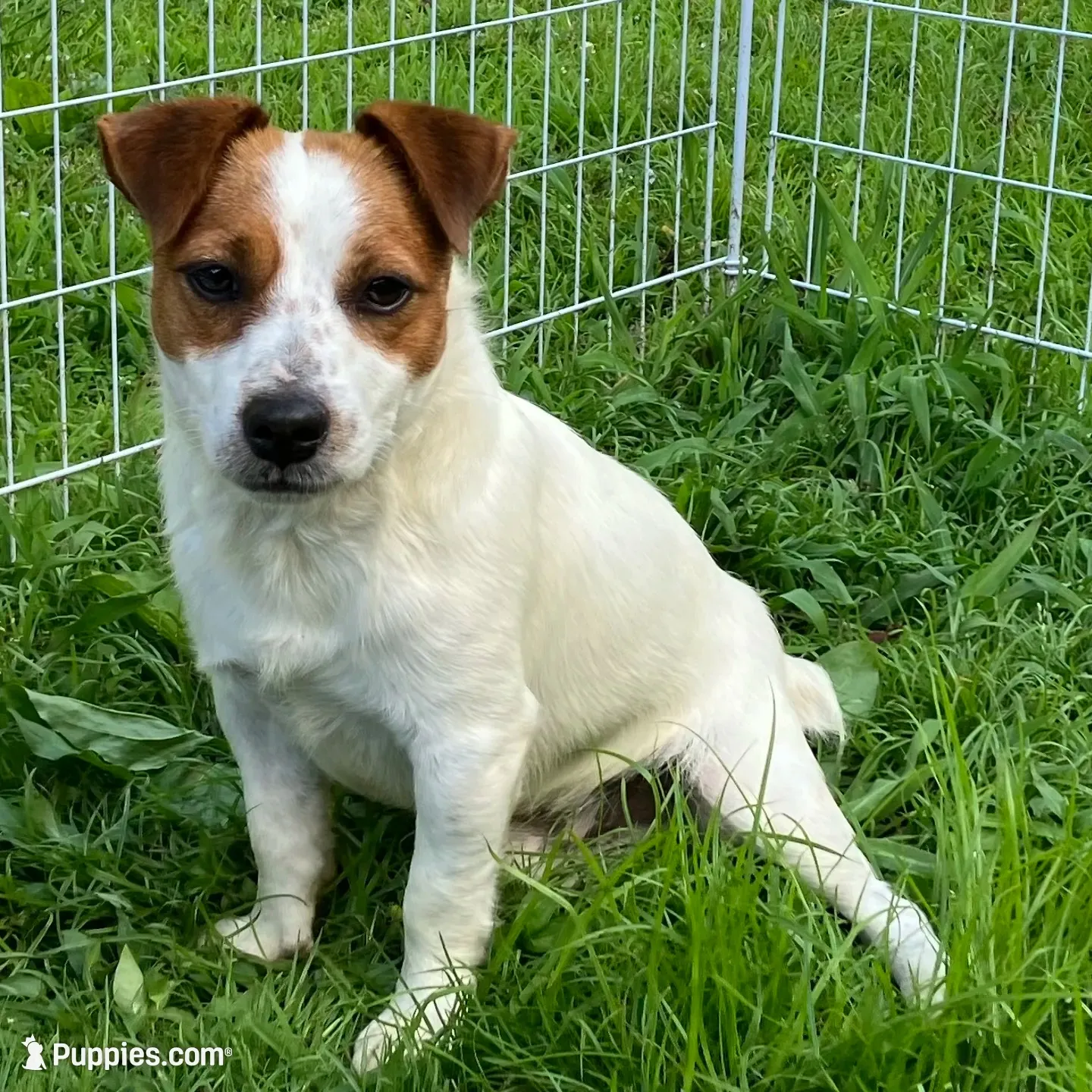 Wallace, a male Jack Russell Terrier for sale in Mousie, KY – 4 of 4