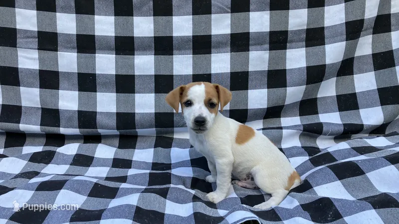 Winnie – Jack Russell Terrier puppy for sale in Mousie, KY