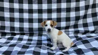 Winnie, a male Jack Russell Terrier for sale in Mousie, KY – 1 of 5