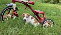 Buster, a male Jack Russell Terrier for sale in Mousie, KY – 2 of 6