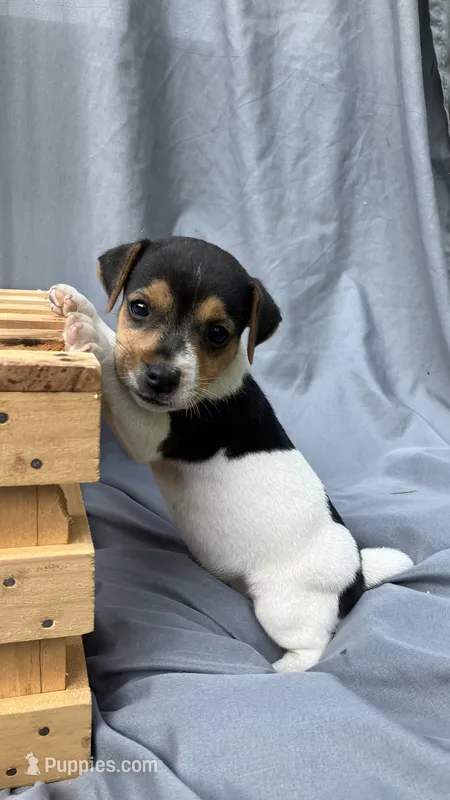 Bo – Jack Russell Terrier puppy for sale in Mousie, KY